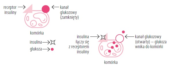Rycina 1. Wnikanie cząsteczek glukozy do komórki w wyniku działania insuliny.